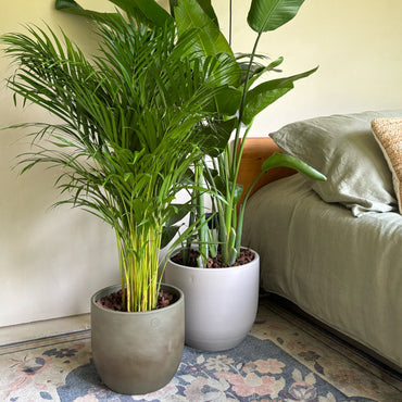 plantas de interior naturais areca em vaso artevasi e estrelicia gigante em quarto moderno de tons bege