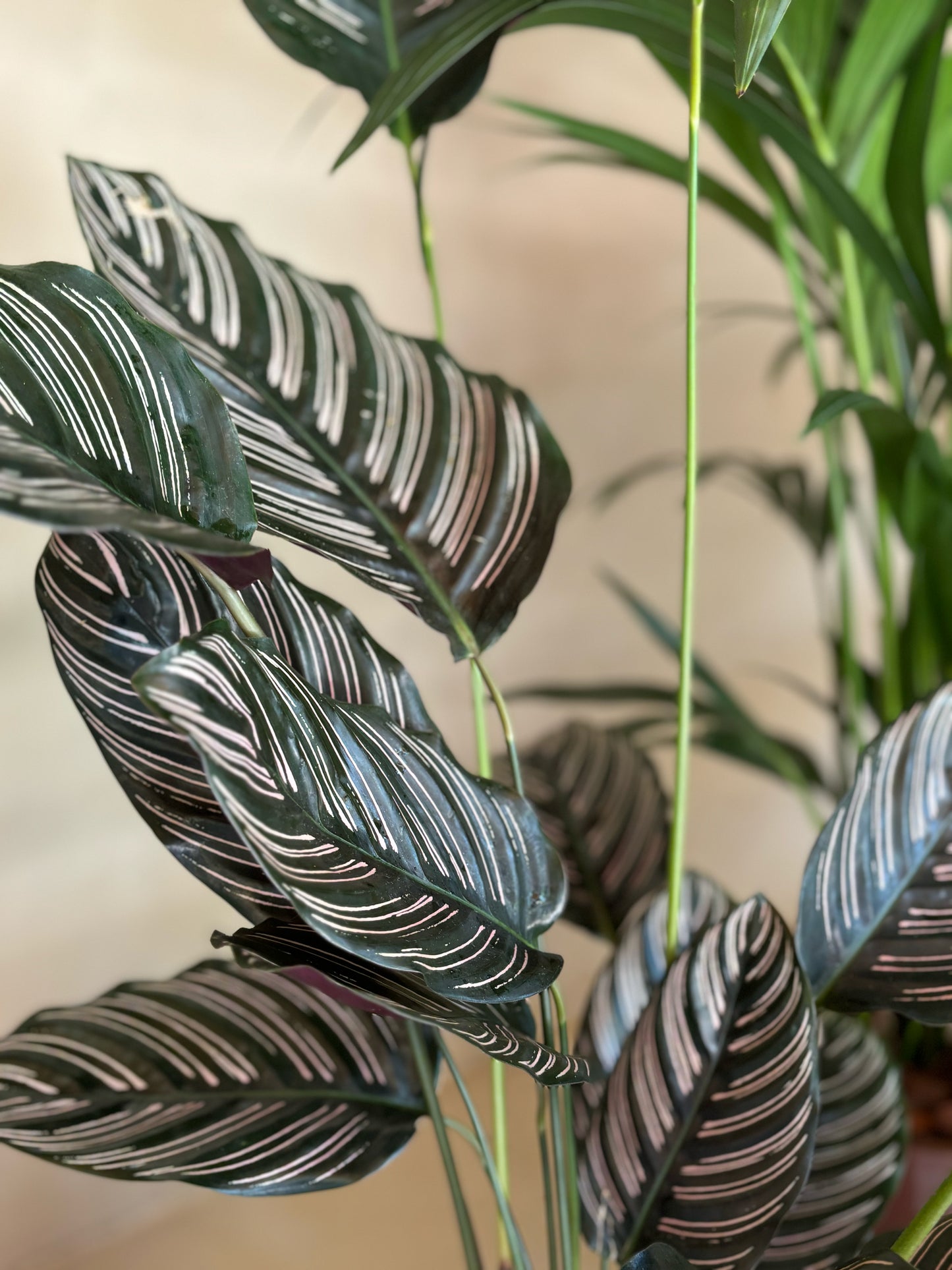 Calathea Sanderiana