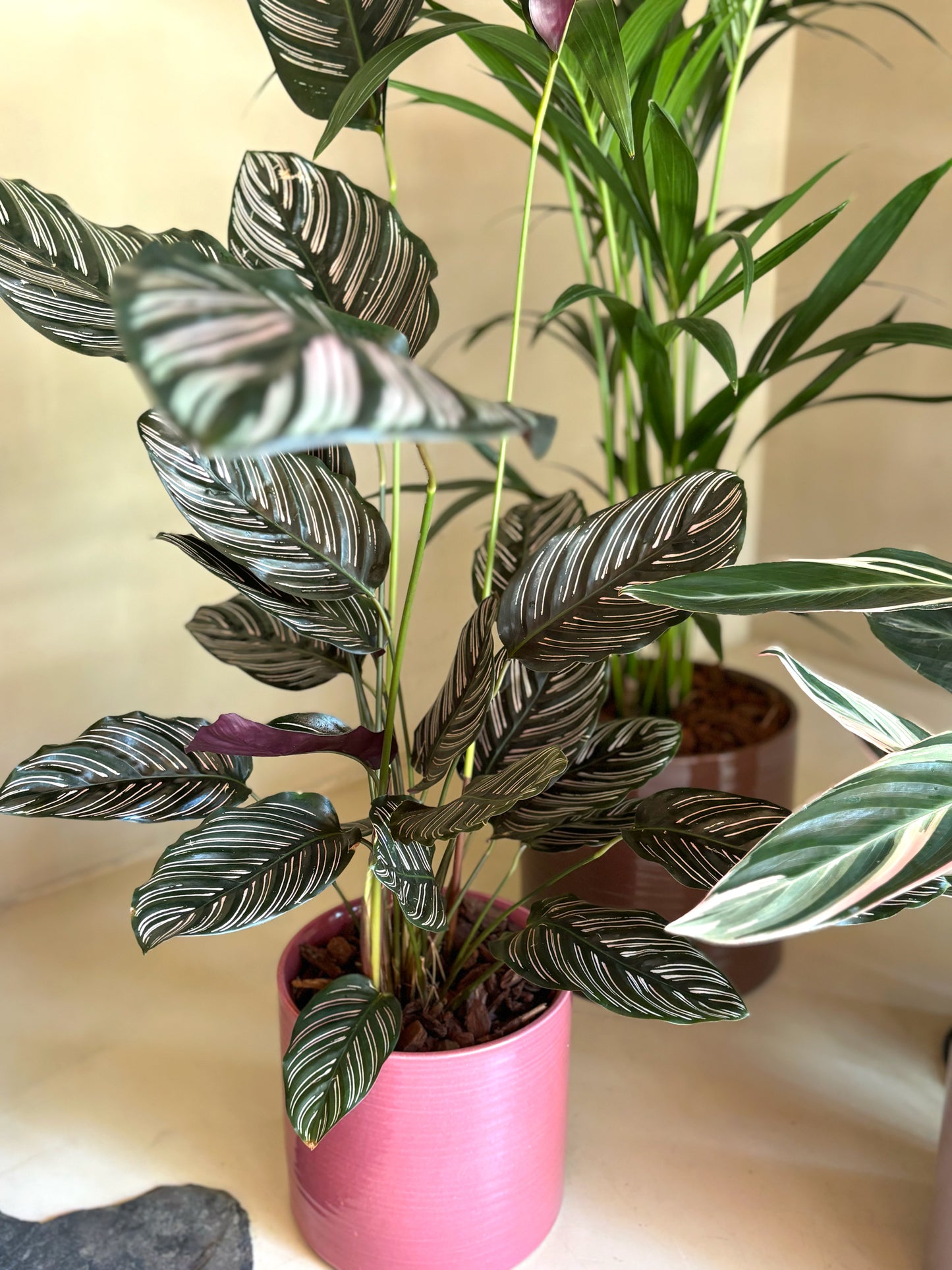 Calathea Sanderiana