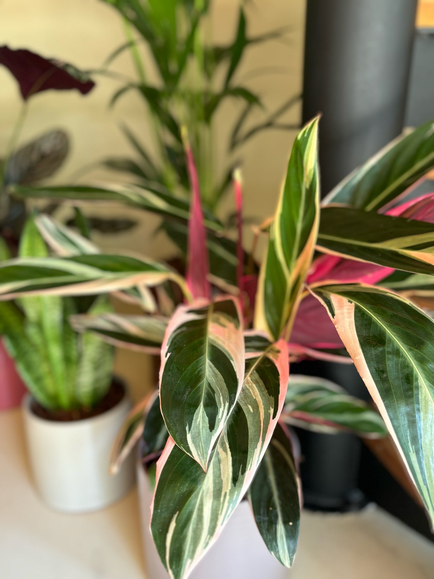 Calathea Triostar