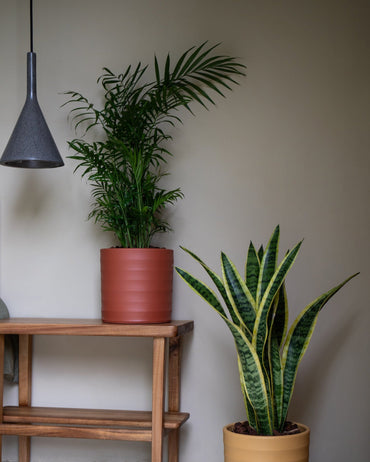 plantas de interior em ambiente moderno e minimalista com móvel de madeira chamaedorea elegans em vaso chloe e sansevieria laurentii em vaso chloe