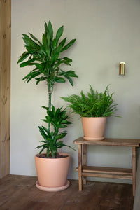 Dracaena Fragans Janet Lind