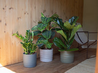 plantas de interior em ambiente confortável com cadeira e alcatifa em tons bege decoração de interiores ficus lyrata zamioculcas zamiifolia dieffenbachia reflector em vasos echo horizontal da artevasi