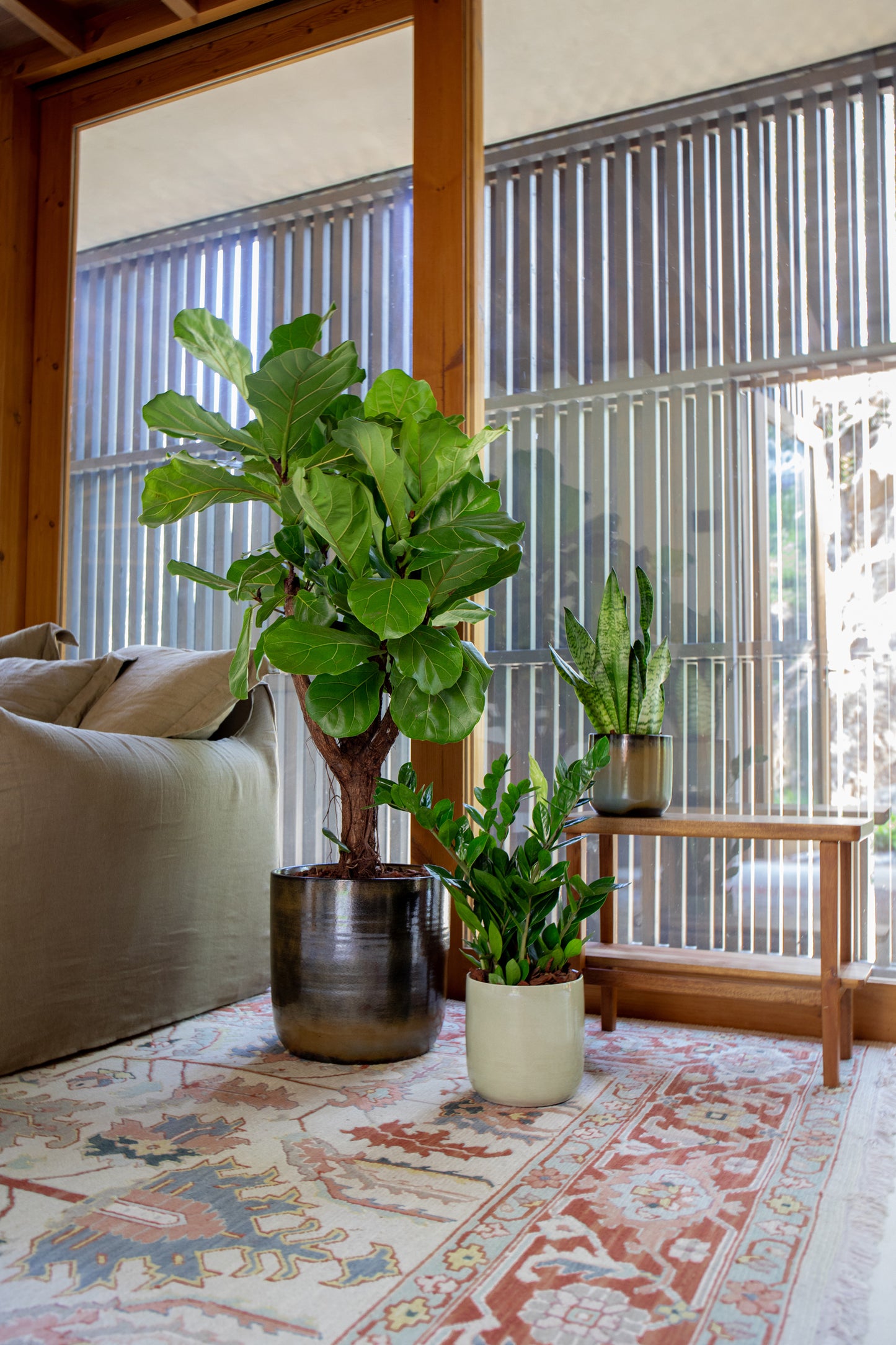 plantas de interior em ambiente confortável com sofá e alcatifa em tons bege decoração de interiores ficus lyrata zamioculcas zamiifolia sansevieria zeylanica em vasos jupiter da artevasi