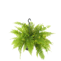 American Fern