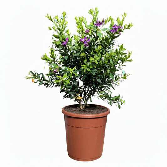 Polygala | Butterfly Bush