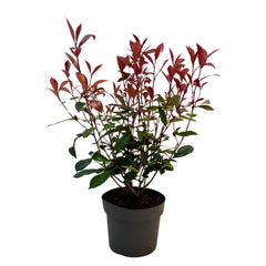 Photinia