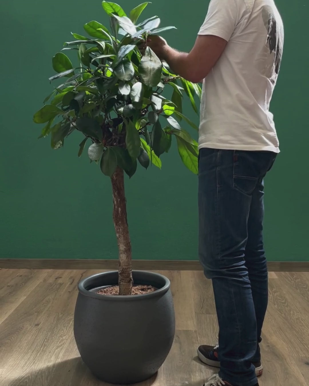 funcionário da Bioma com t-shirt com logo Bioma limpa as folhas da planta ficus