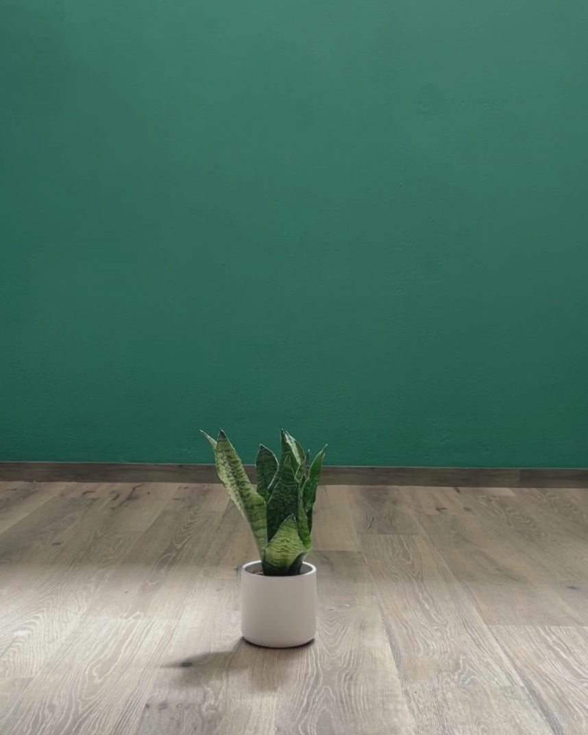 Vídeo comparativo dos tamanhos de uma sansevieria pequena com uma grande e o tamanho enorme da jamaiquina