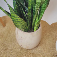 Vaso Campana Ovo Antique Delta com planta sanseviéria em pot de cerâmica, acabamento antique em tons terrosos.