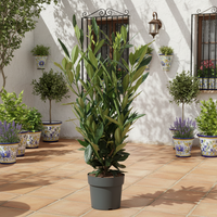 Prunus Laurocerasus Renault Ace