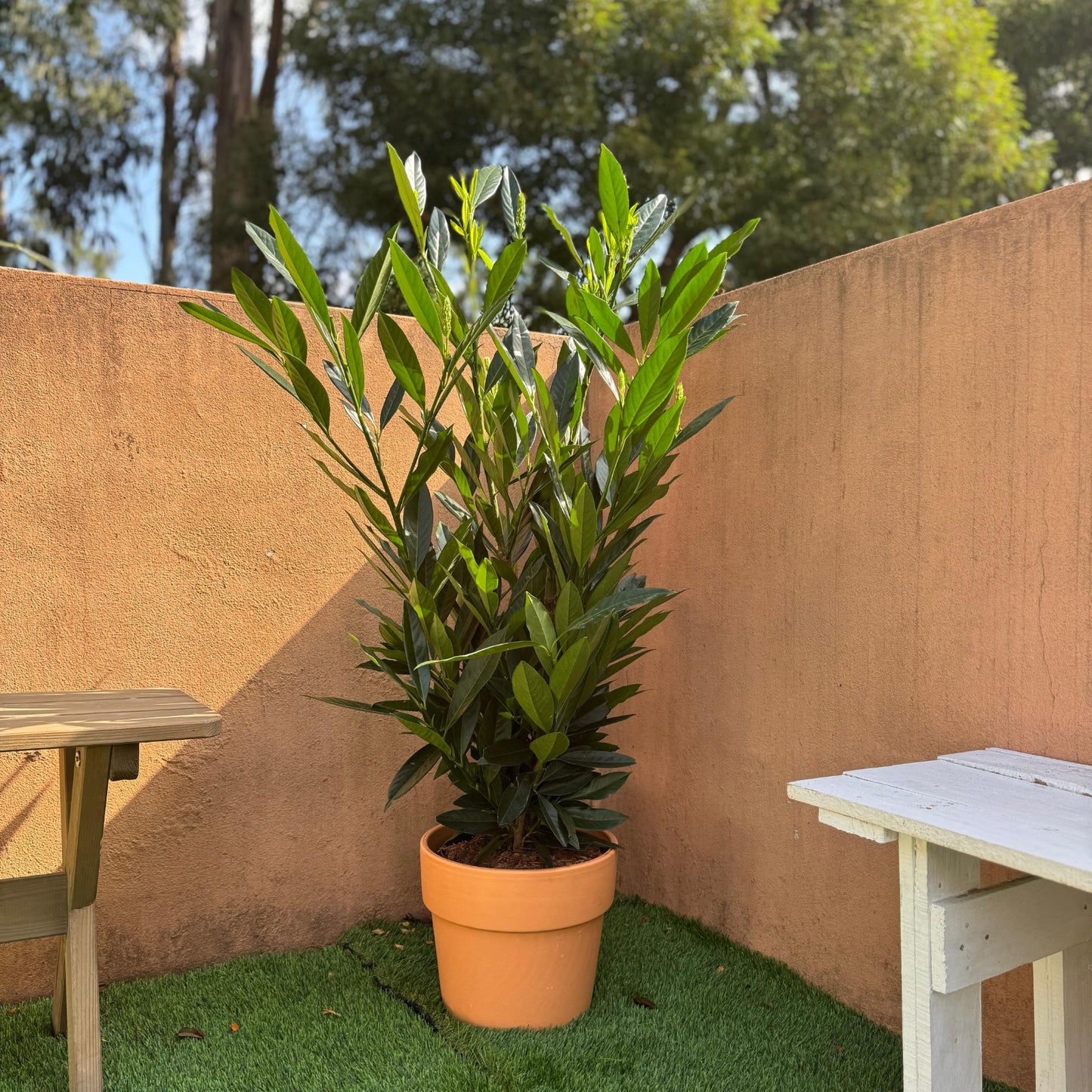 Prunus Laurocerasus Renault Ace