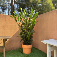 Prunus Laurocerasus Renault Ace