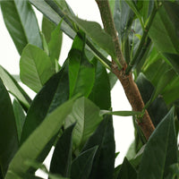 Prunus Laurocerasus Renault Ace