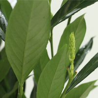 Prunus Laurocerasus Renault Ace