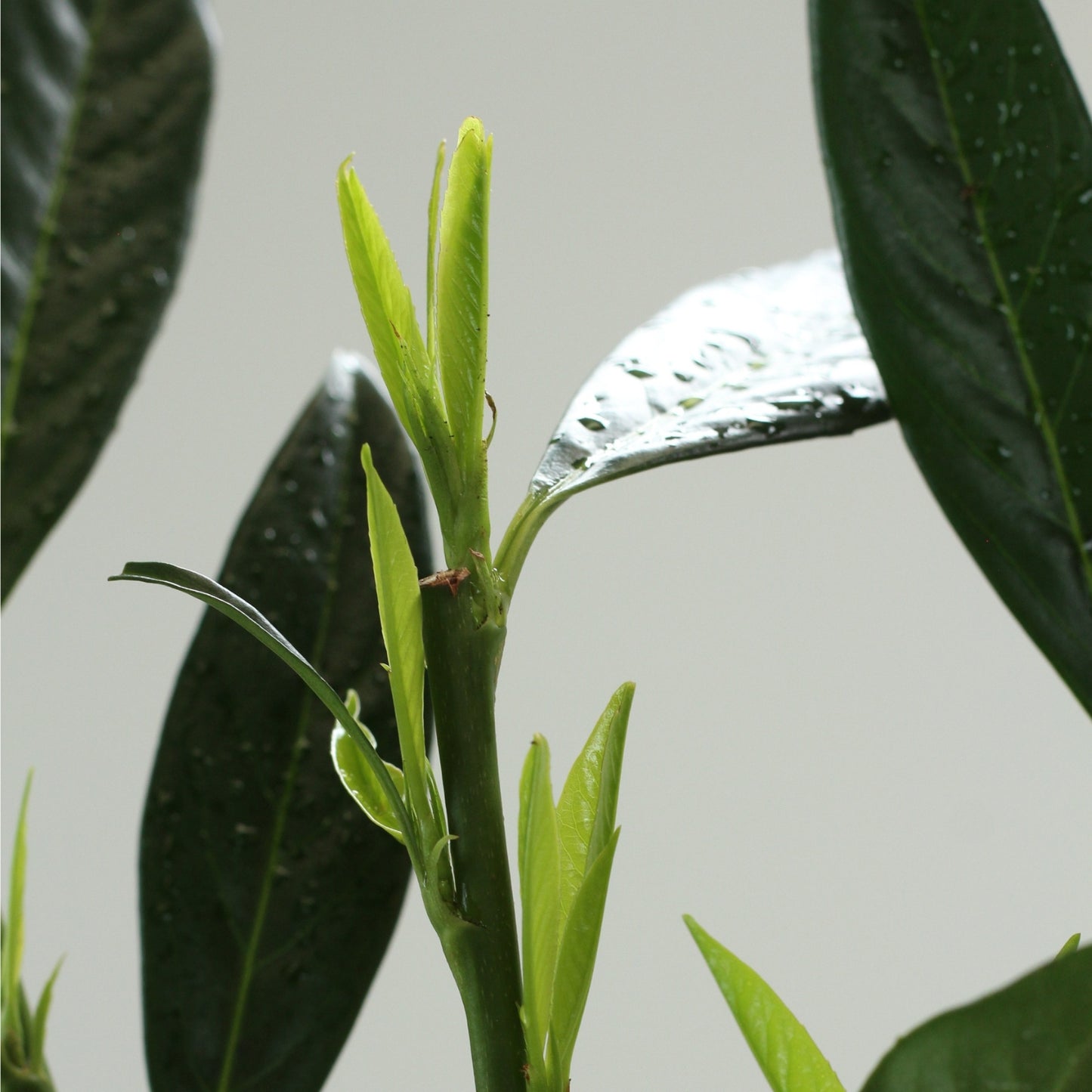 Prunus Laurocerasus Renault Ace