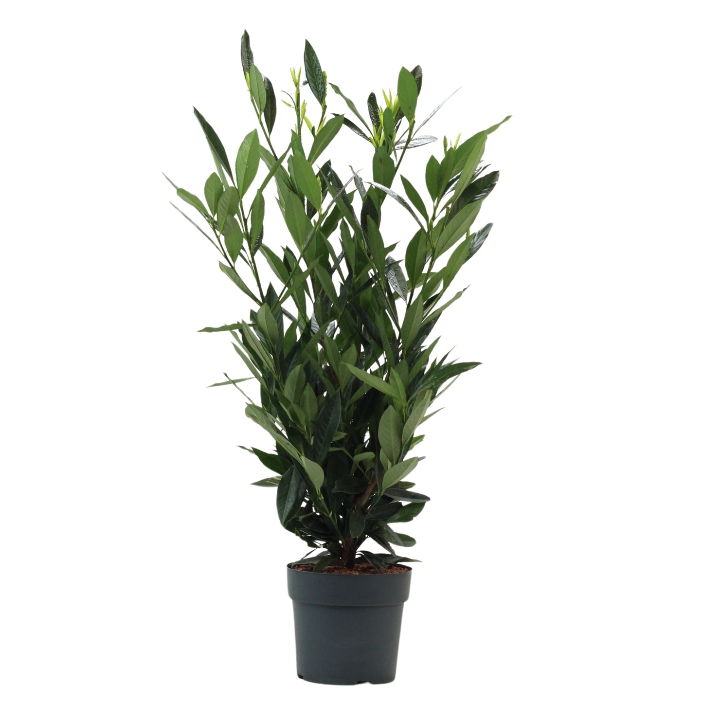 Prunus Laurocerasus Renault Ace