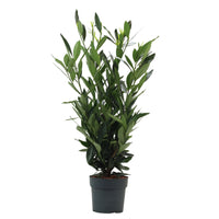 Prunus Laurocerasus Renault Ace