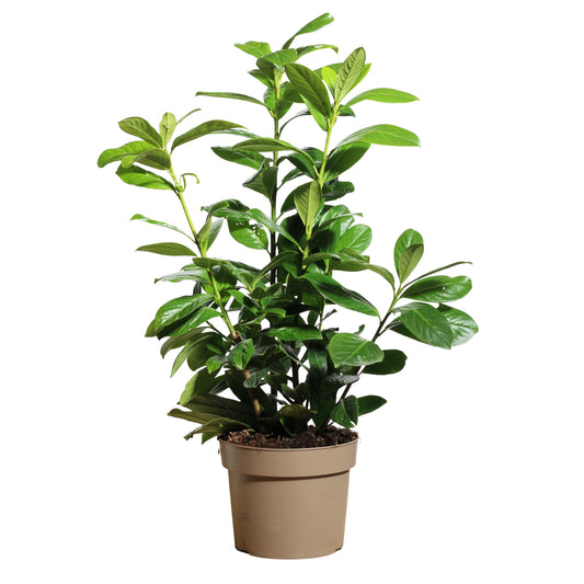 Prunus Laurocerasus Rotundifolia