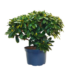 Rododendro cosmopolita