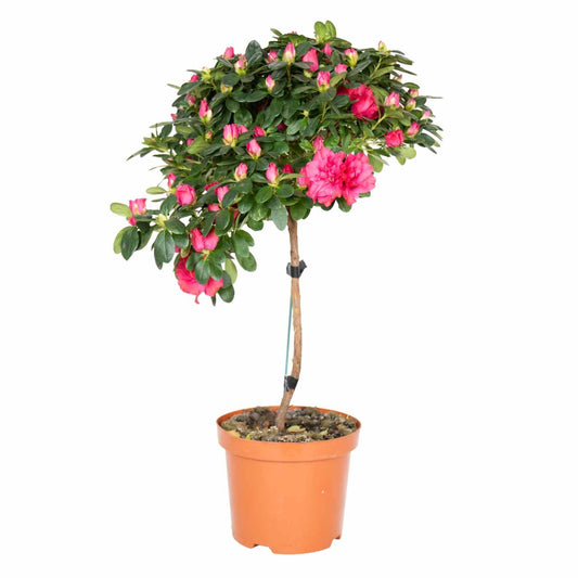planta de exterior com flor resistente para jardim varanda azálea rosa rhododendron simsii com formato de arbusto e com abundantes flores rosa em vaso de plástico