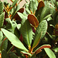 Close-up of lush green leaves with young purplish foliage of Rododendro Wine & Roses.