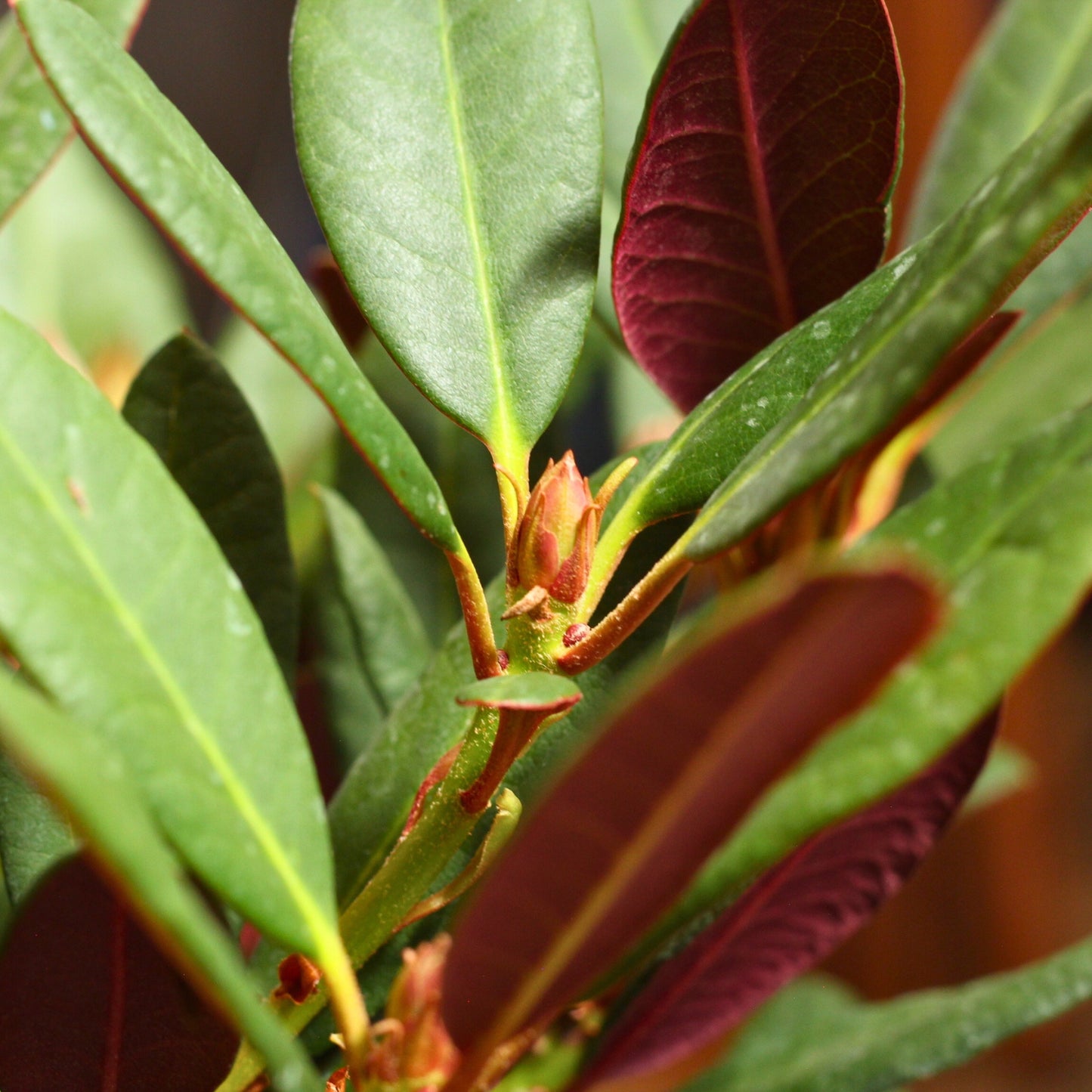 Rododendro Wine & Roses with vibrant green and purple foliage, showcasing its elegant growth.