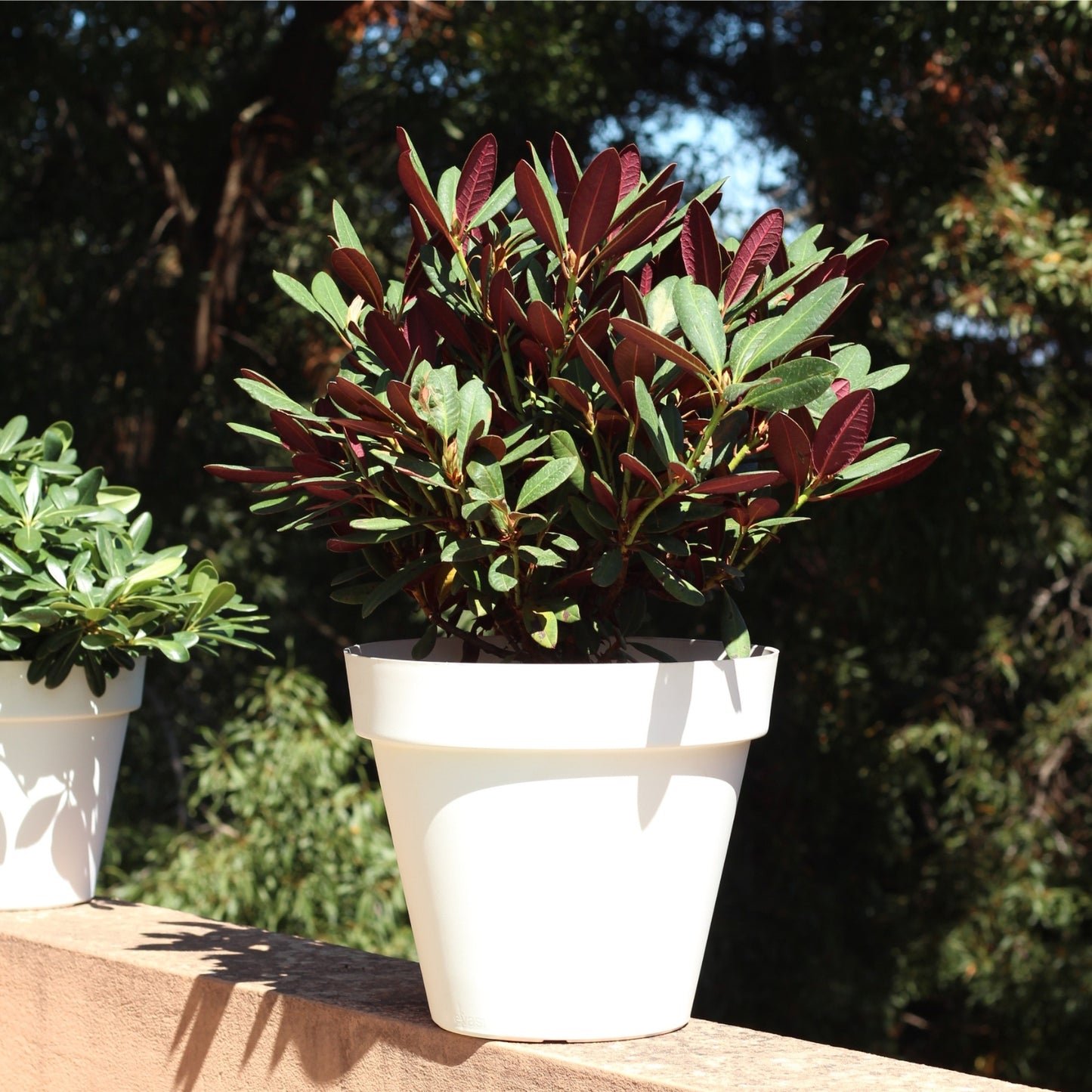 Rododendro Wine & Roses plant in a white pot with vibrant red foliage and bright green leaves.