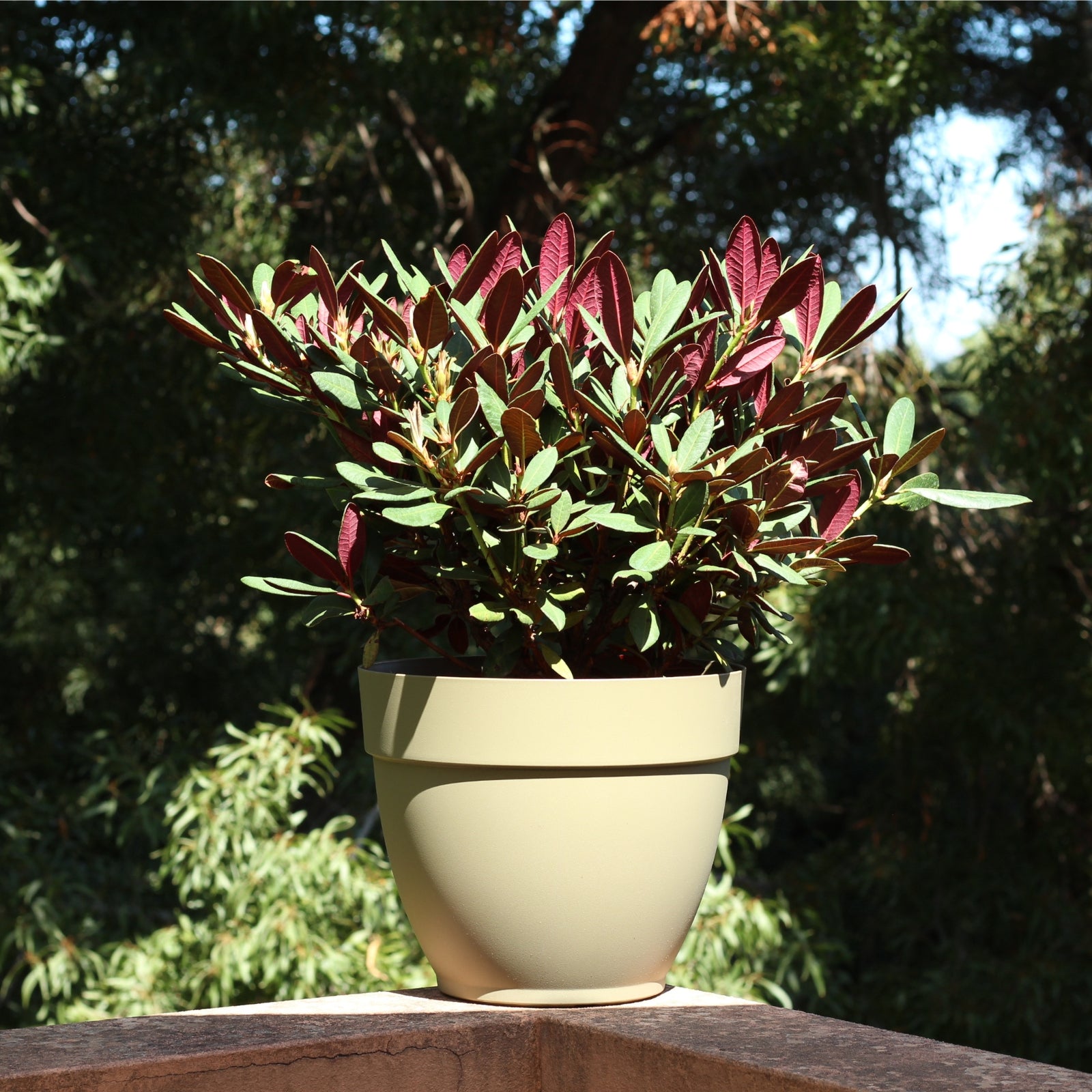 Rododendro Wine & Roses in a decorative pot with vibrant pink and purple foliage.