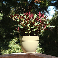 Rododendro Wine & Roses in a decorative pot with vibrant pink and purple foliage.