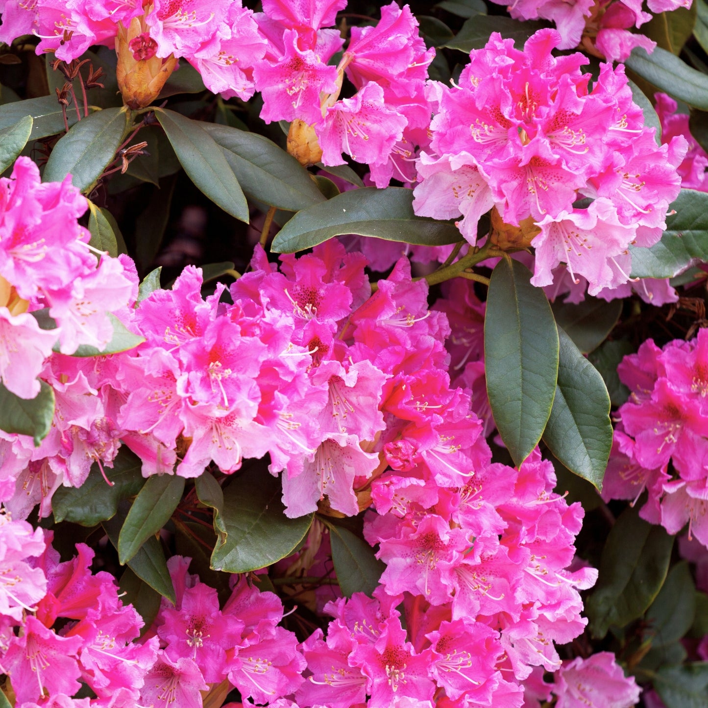 Rododendro Wine & Roses with intense pink flowers and lush green leaves, perfect for vibrant gardens.