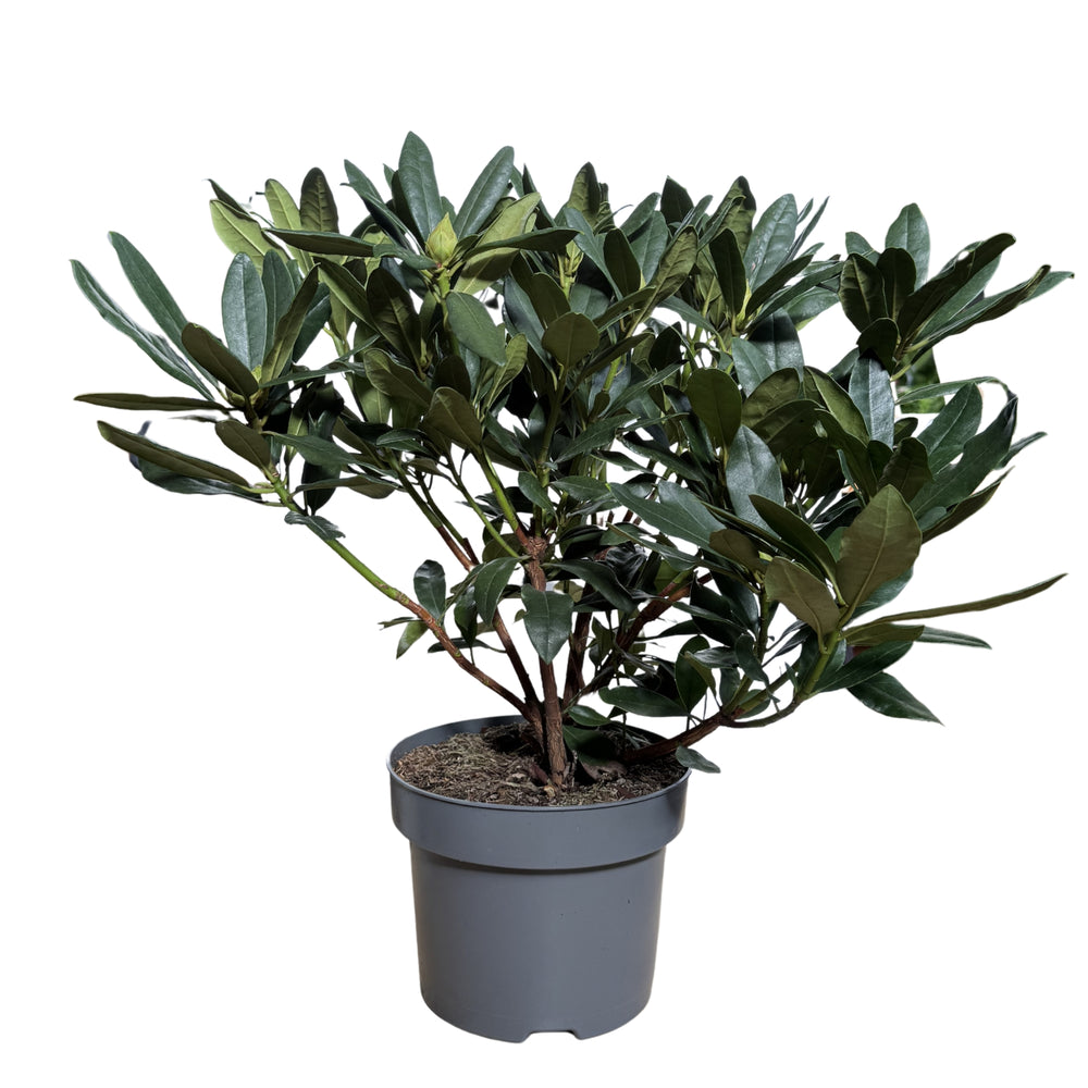 Rhododendron Masson