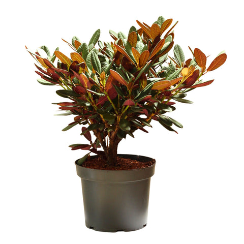 Rododendro Wine & Roses