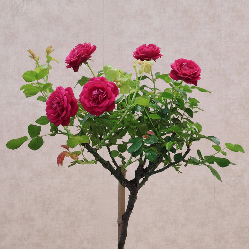 Roseira