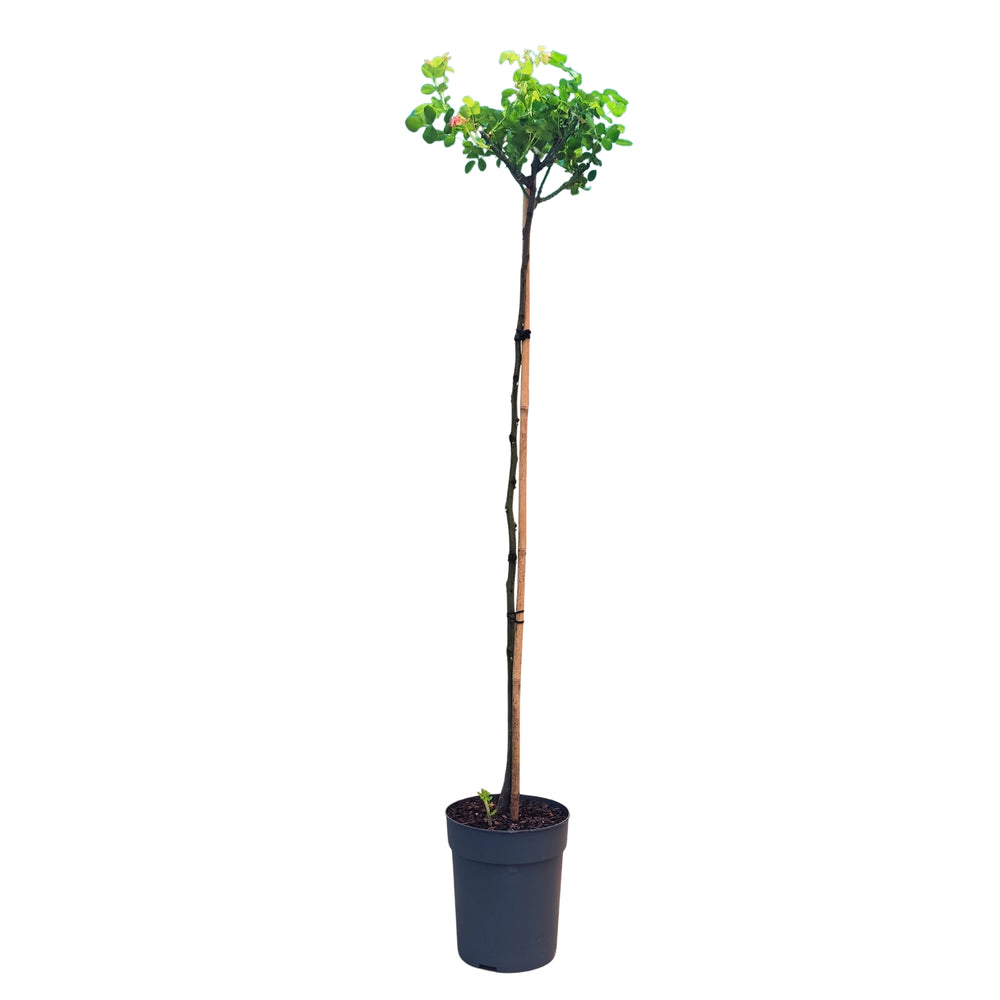 Rosier