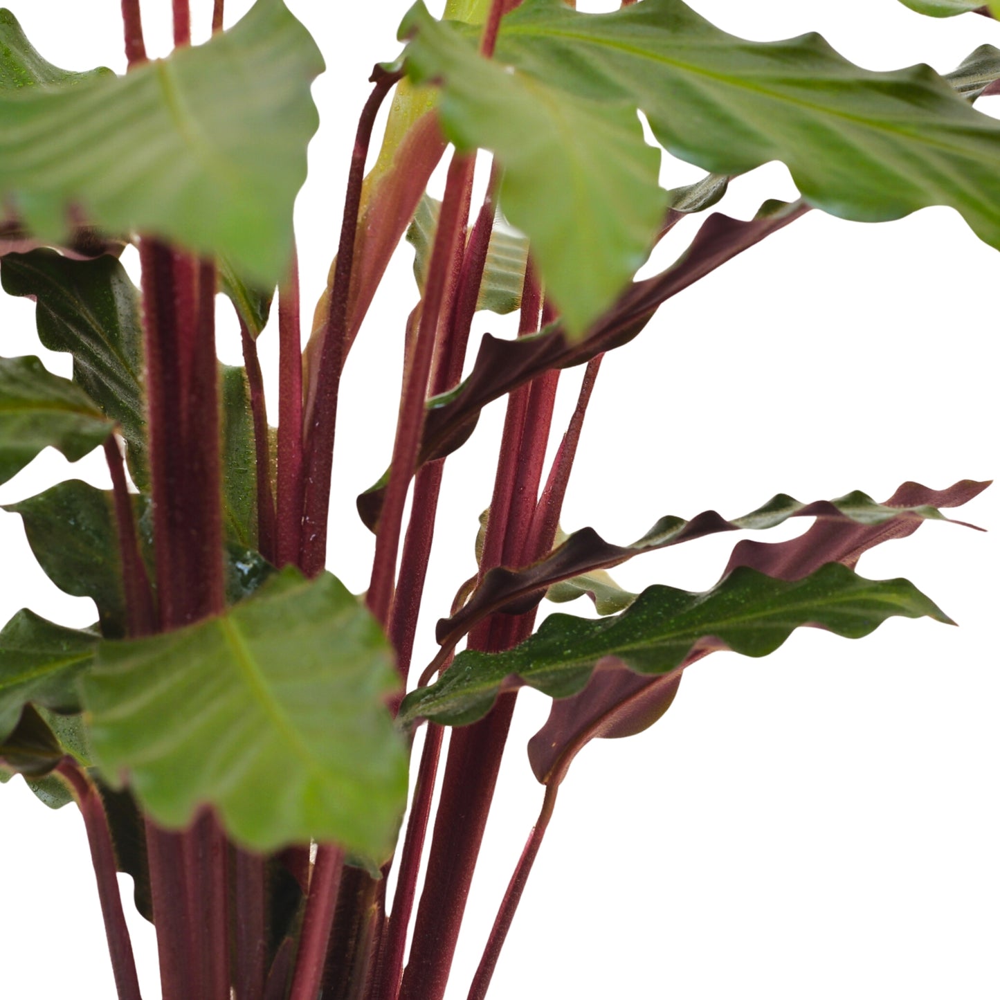 Calathea Rufibarba