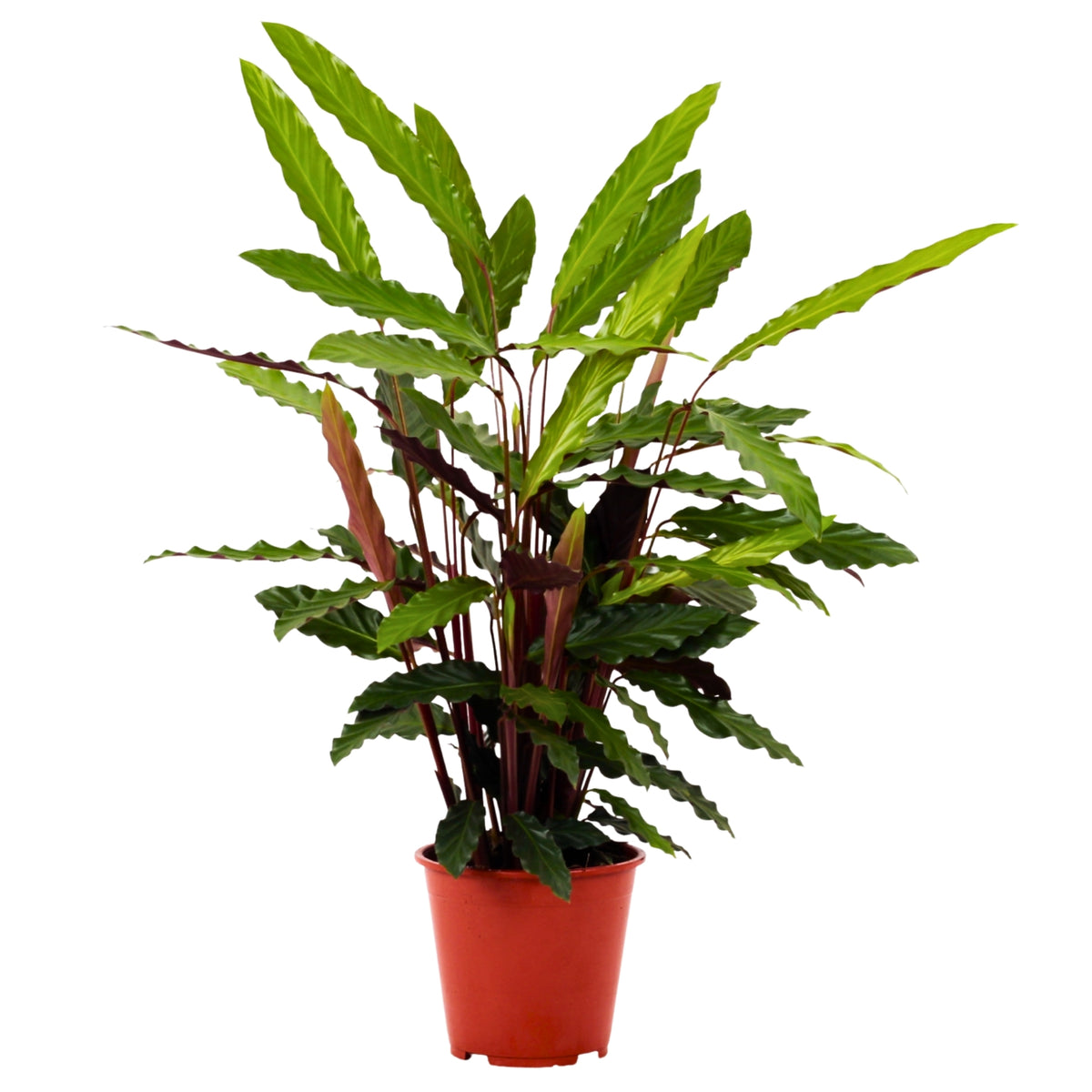 Calathea Rufibarba | Bioma Plants
