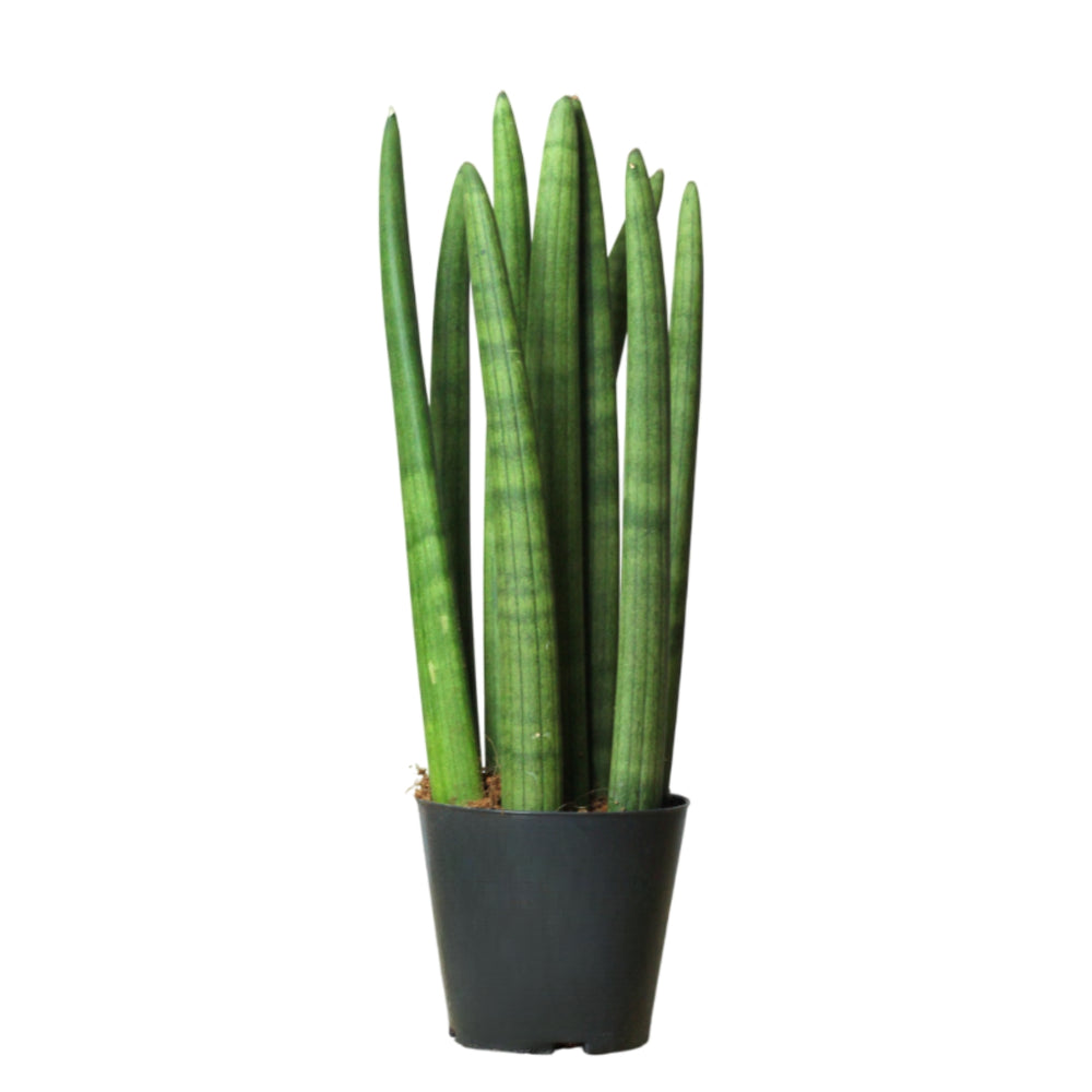 Sansevieria Cylindrica | Lanza de San Jorge