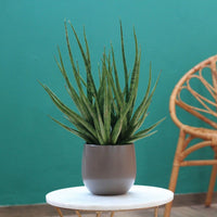 Sansevieria Gracilis Grey