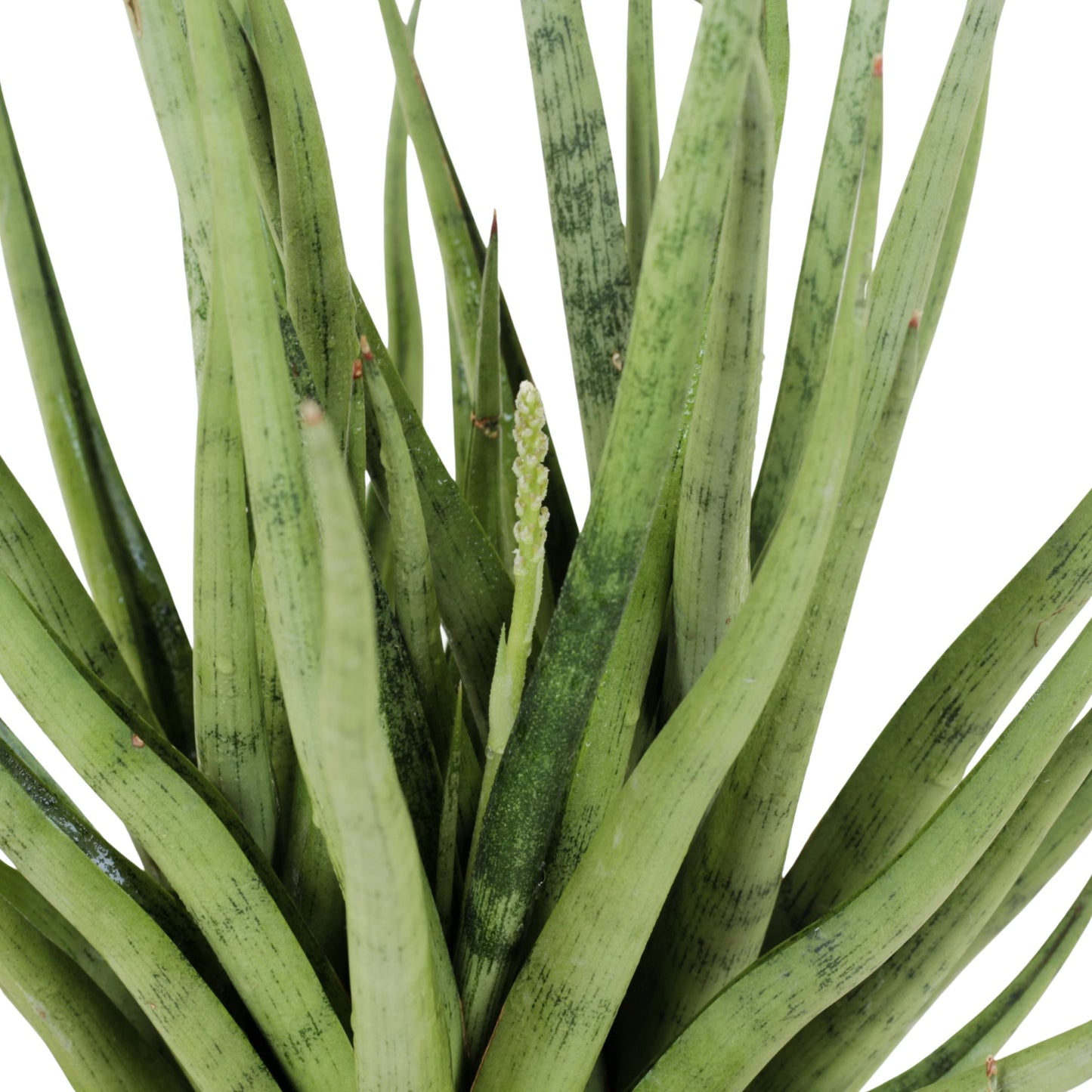 Sansevieria Gracilis Grey