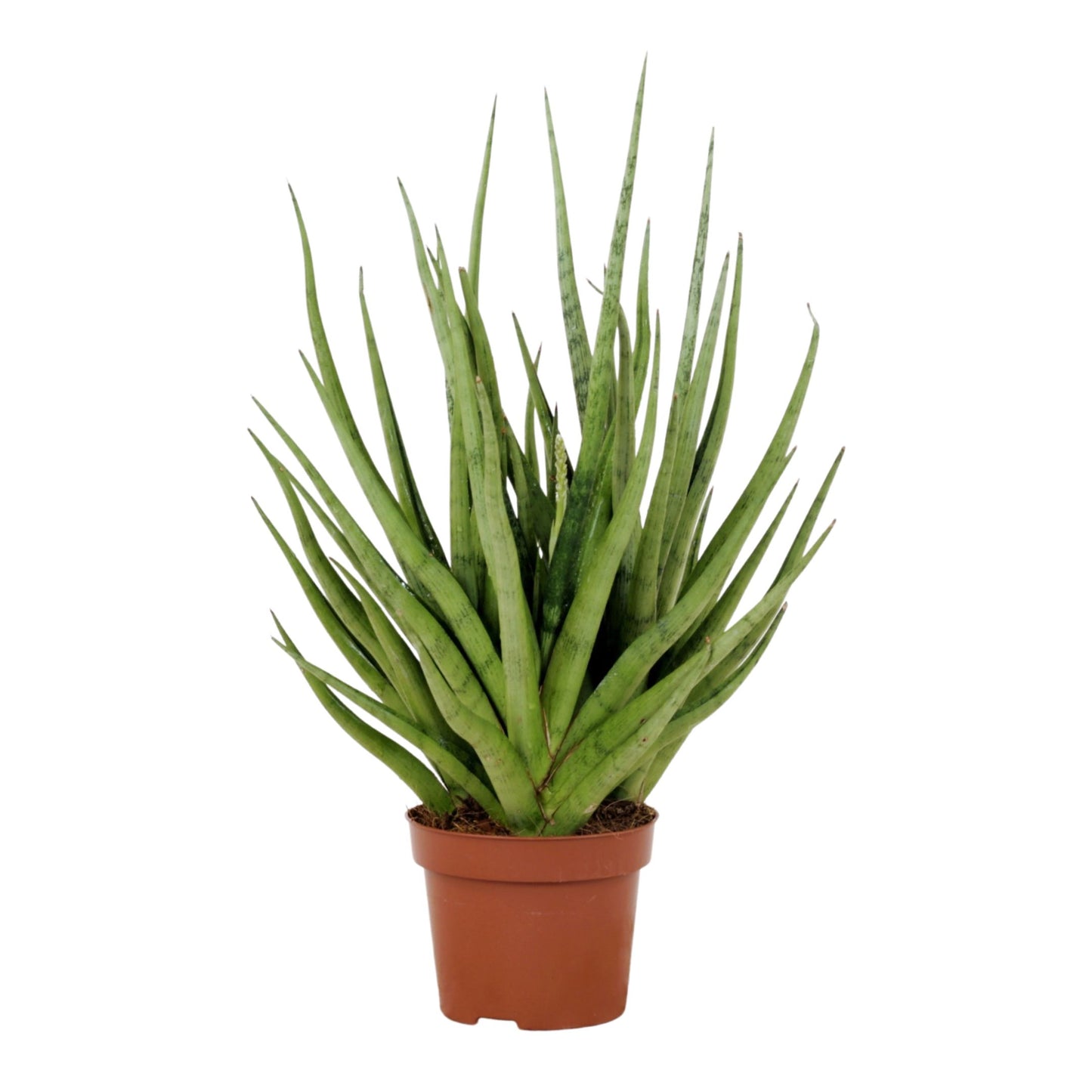 Sansevieria Gracilis Grey