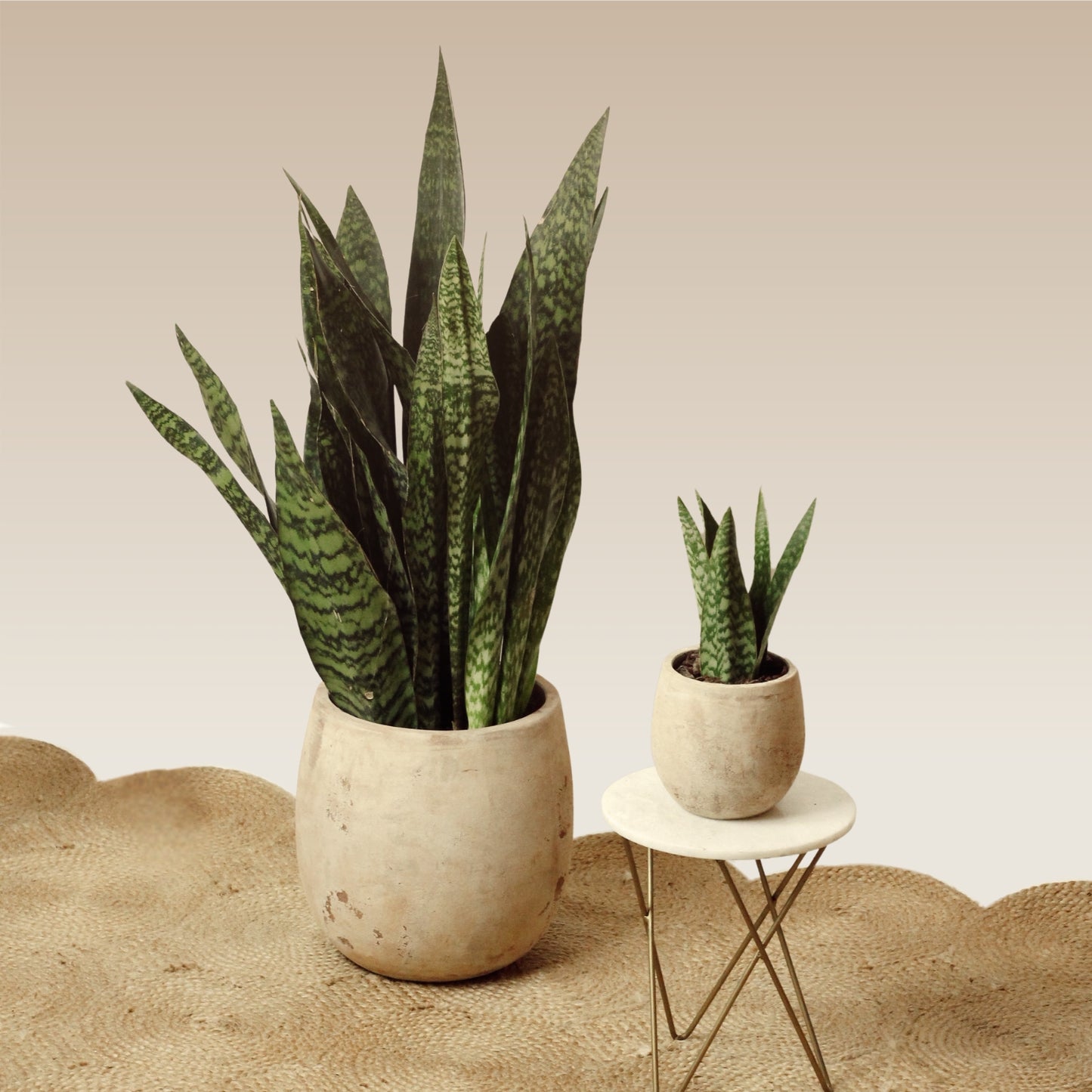 Sansevieria Jamaiquina