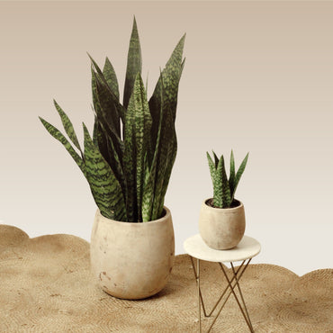 Sansevieria Jamaiquina