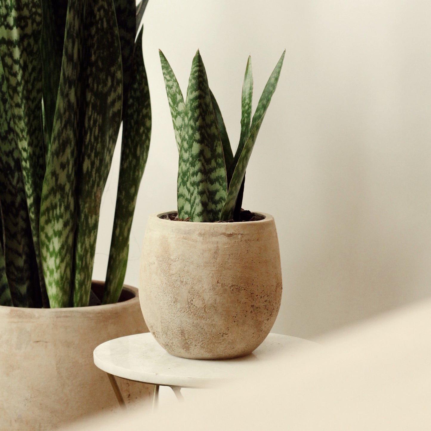 Sansevieria Jamaiquina