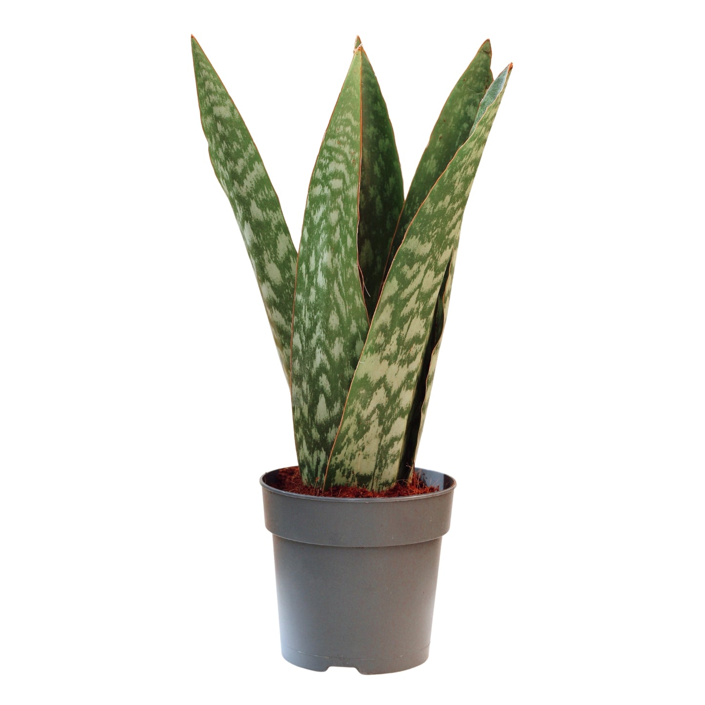 Sansevieria Jamaiquina