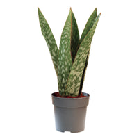 Sansevieria Jamaiquina