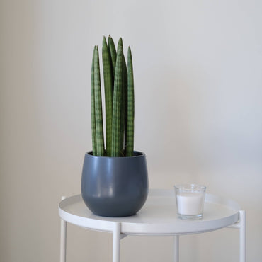 planta de interior sansevieria cylindrica lança de são jorge planta com folhas alargadas em forma de lança afiada em tons verdes em vaso de cerâmcia vitória da artevasi em mesa metálica branca