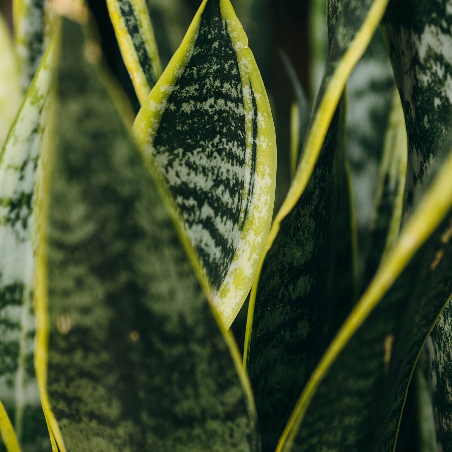 Snake Plant with Juno Pot