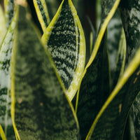 Snake Plant with Juno Pot