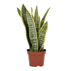 Espada de São Jorge